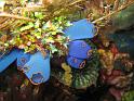 Ascidie bleue -  Rhopalaea spp